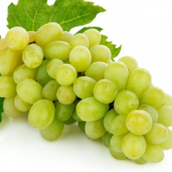 Jeunes Plants de vigne Exalta blanc