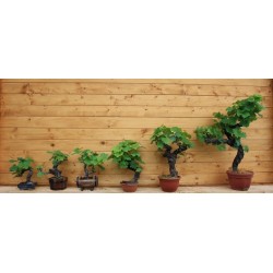 Kit complet bonsaï de Vigne 15 ans